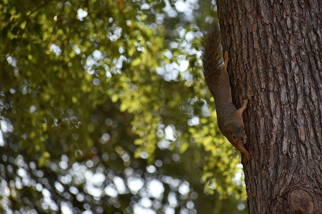 摔跤能够再 摔跤能够再